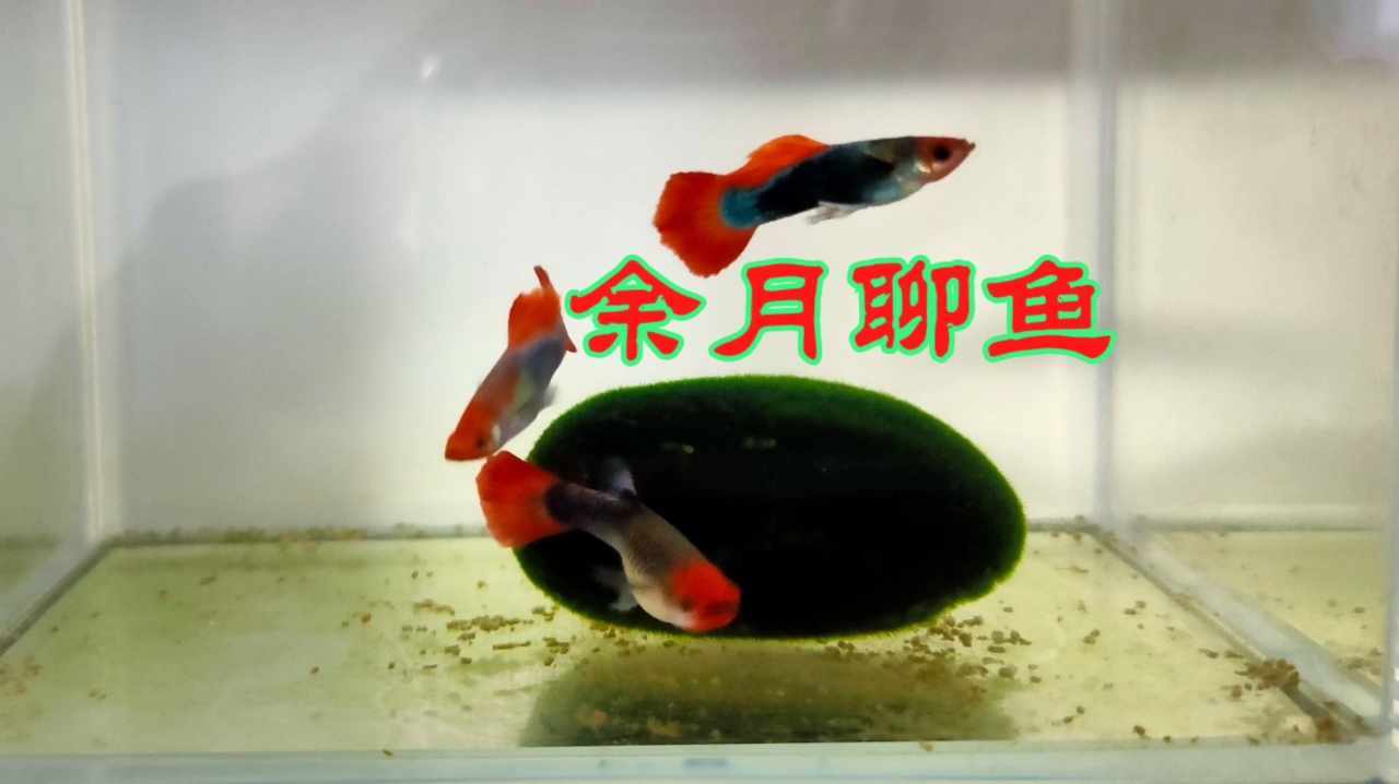 如何让鱼缸长满青苔?你若掌握这两点,鹅卵石变身绿宝石也不难