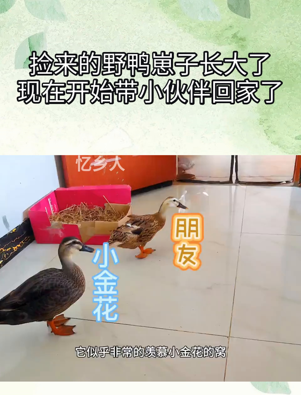 捡来的野鸭崽子长大了,现在开始带小伙伴回家了