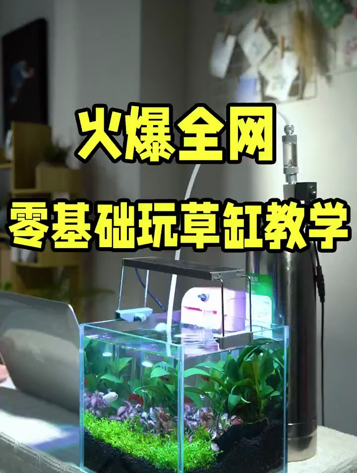 水草鱼缸造景,学会这套火爆全网的水草缸鱼缸造景教程