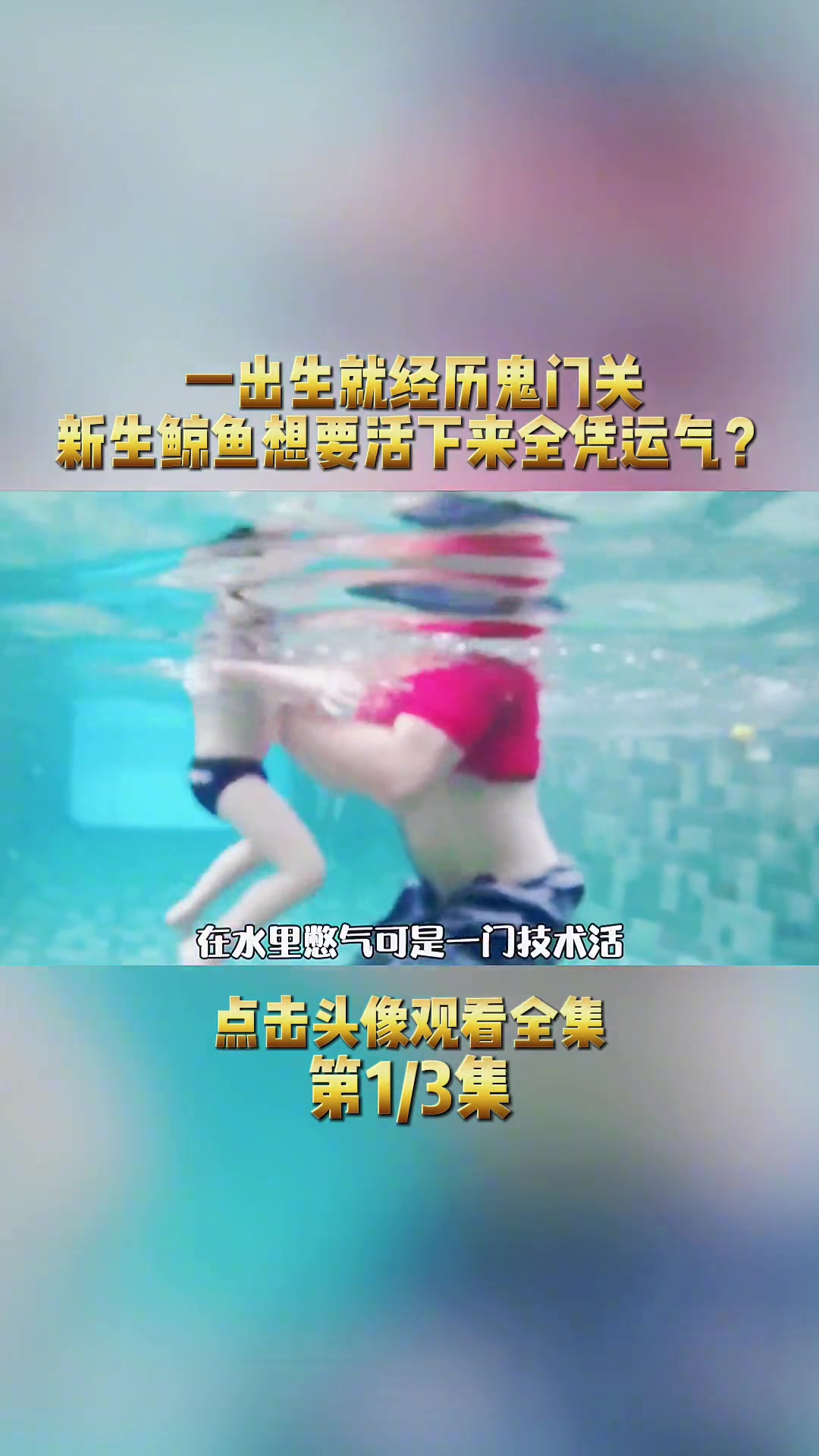 第一集|一出生就经历鬼门关,新生鲸鱼想要活下来全凭运气