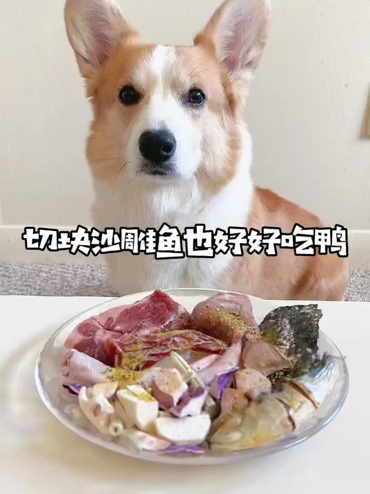 拥有小尾巴鱼的狗狗,会被羡慕吗?