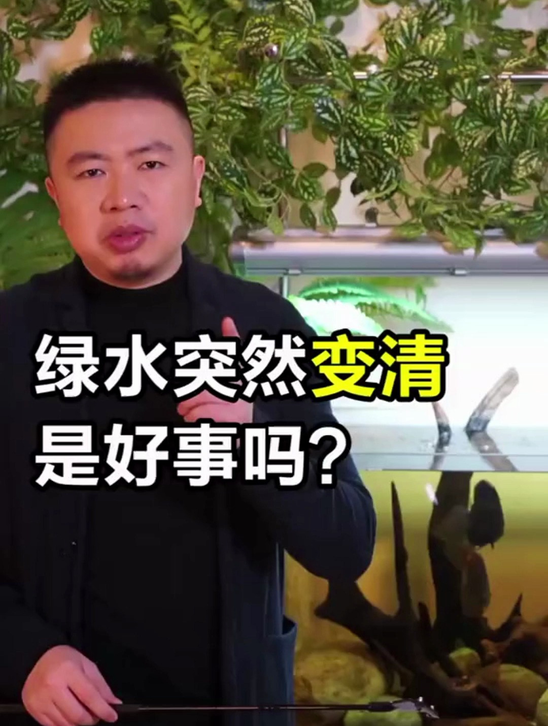 鱼缸让人头疼的绿水 一夜之间变清澈 是好事吗