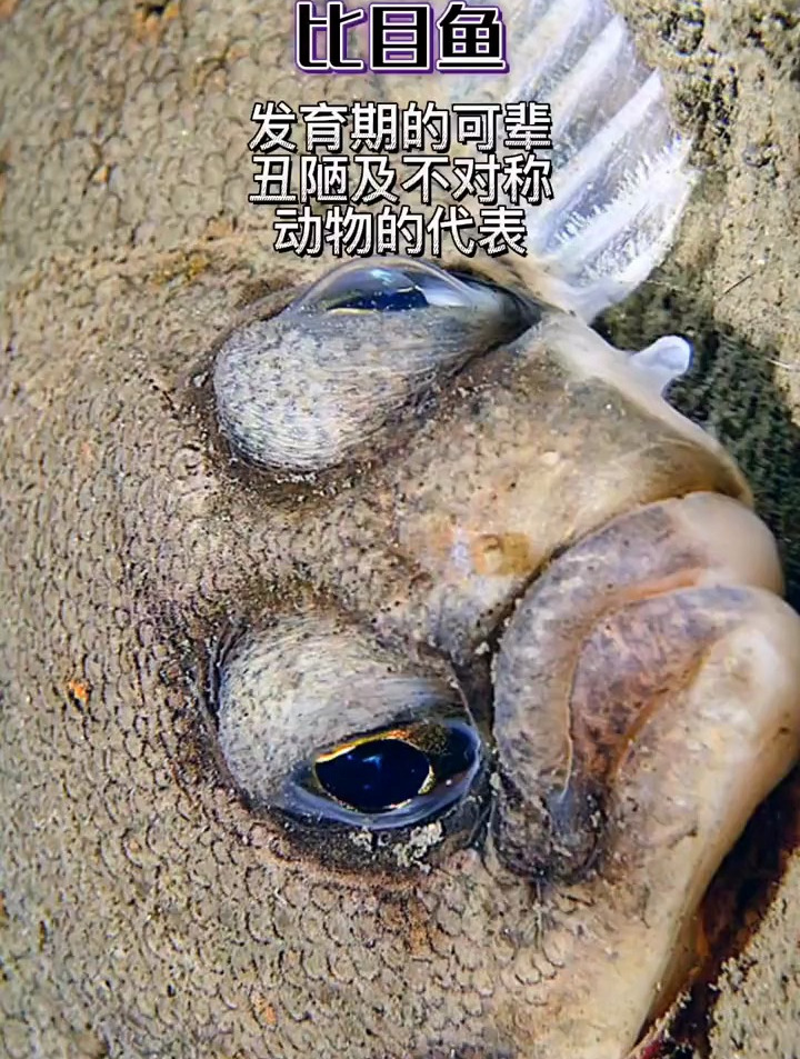 比目鱼~长的不对称的生物你都知道吗?
