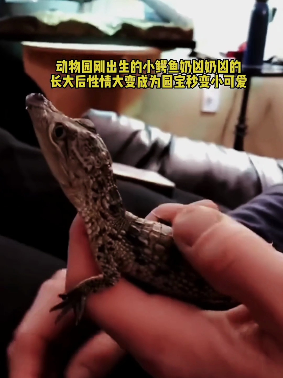 动物园刚出生的小鳄鱼奶凶奶凶的,长大后性情大变成为园宝!