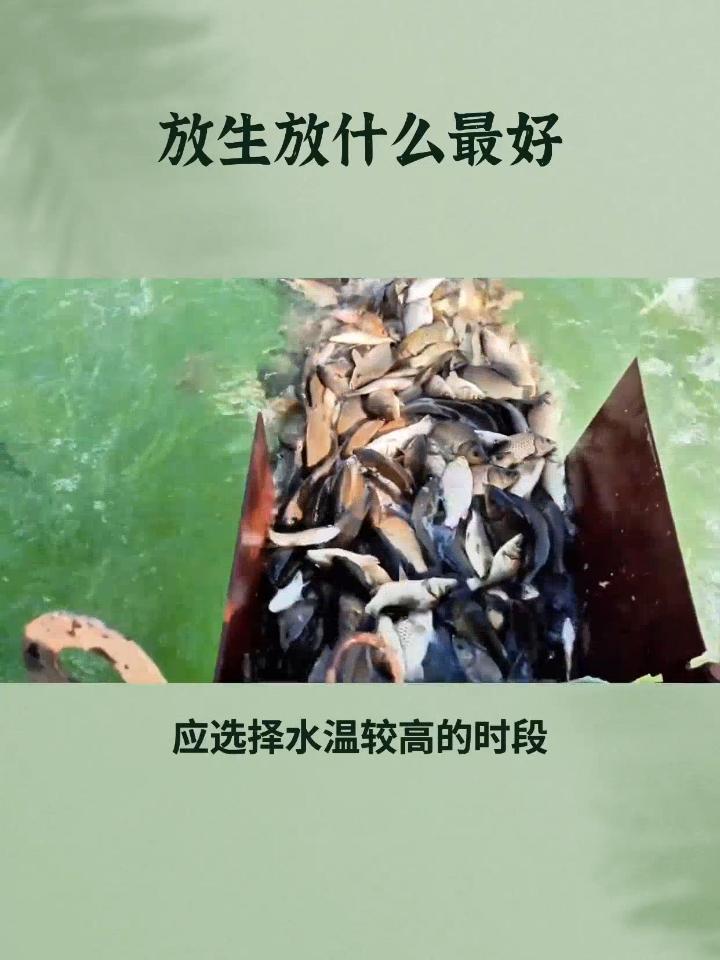 放生放什么最好