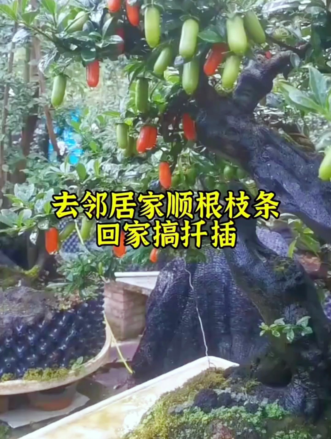 邻居有好的老鸦柿品种,顺根枝条回来扦插差点被狗咬,不活就亏大