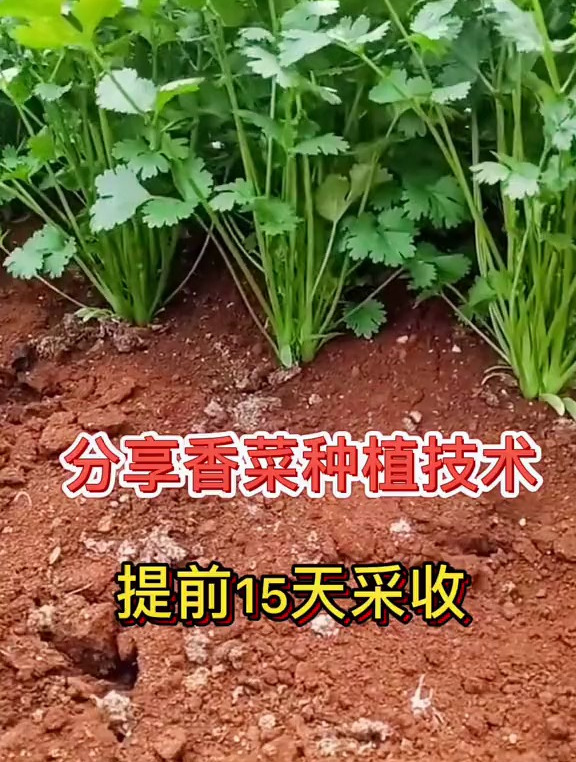香菜种植技巧它来了,能提前15天采收,3天发芽,记得收藏视频