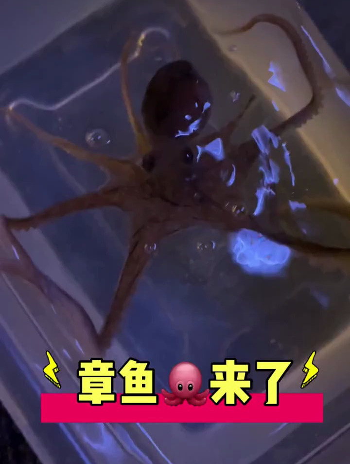 你们想看的章鱼