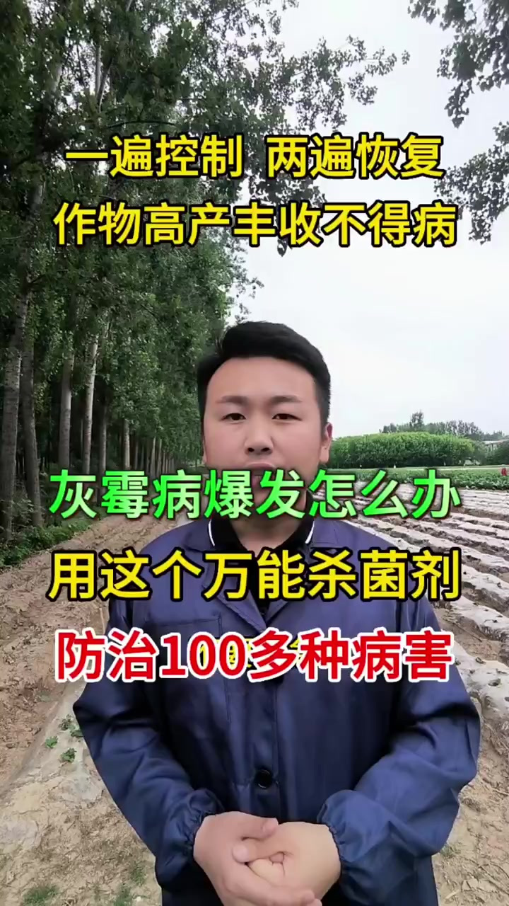 灰霉病 农业种植 蔬菜种植