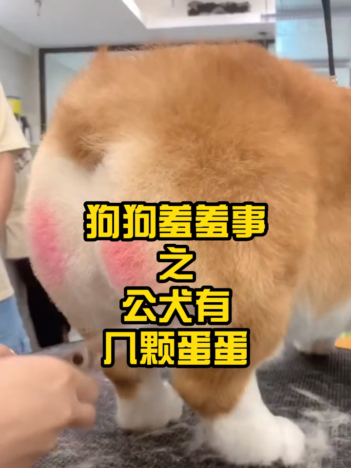 狗狗羞羞事之公犬有几颗蛋蛋