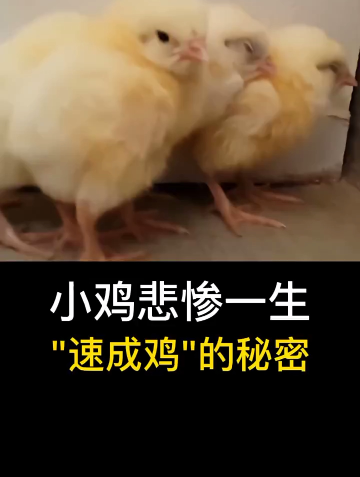小鸡悲惨一生,“速成鸡”的秘密