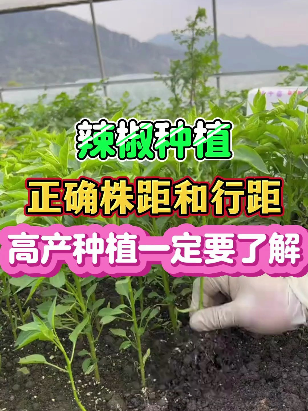 辣椒种植正确的株距和行距高产种植一定要了解