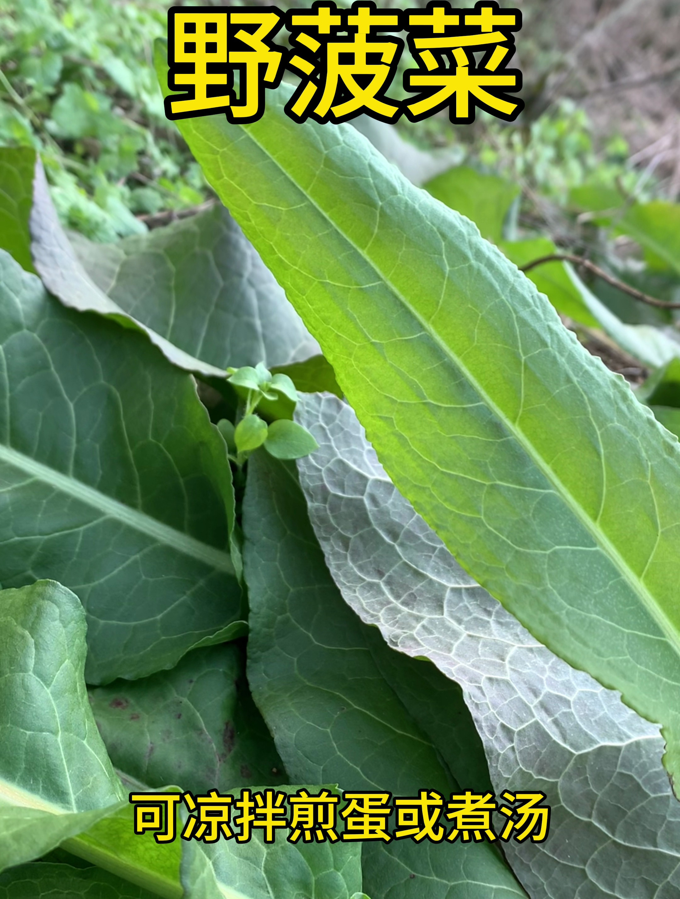 野菠菜,民间常常能用到的一种草