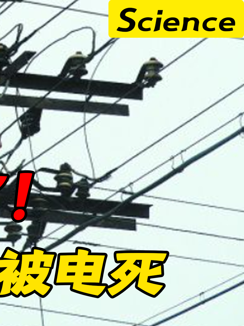 东北又丢人!600万粉网红钓鱼被高压线电死,法院:找电力公司