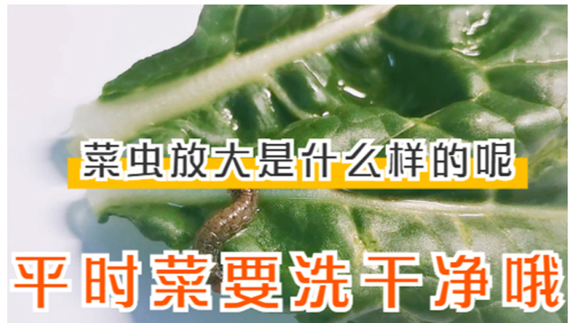 菜虫显微镜放大是什么样的?它经常躲在青菜中,平时要洗干净哦!