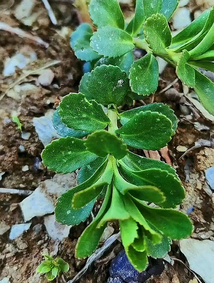 乡村常见的十种野菜,你吃过几种?