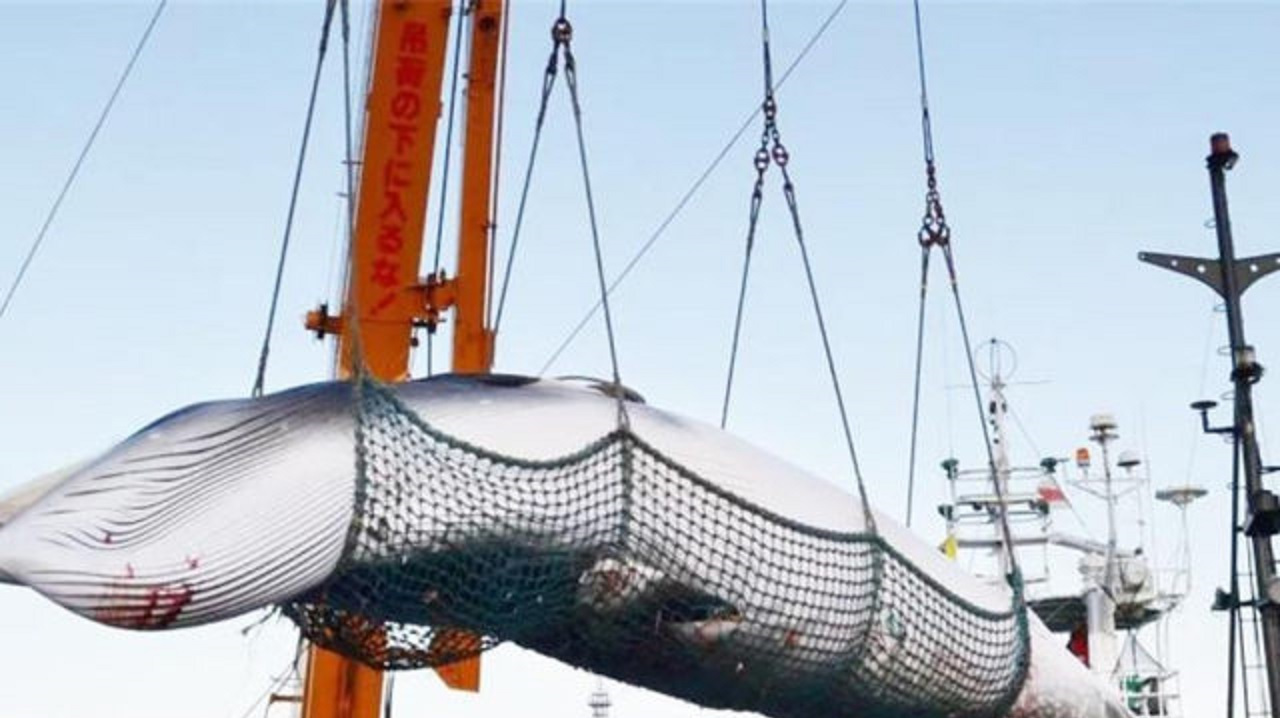 日本人那么喜欢吃鲸鱼,为什么在中国却没人吃?原来是地理原因