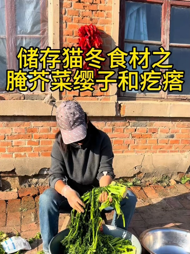 东北人继续囤冬菜,今天我家腌芥菜疙瘩,芥菜叶冬天猫冬的时侯吃