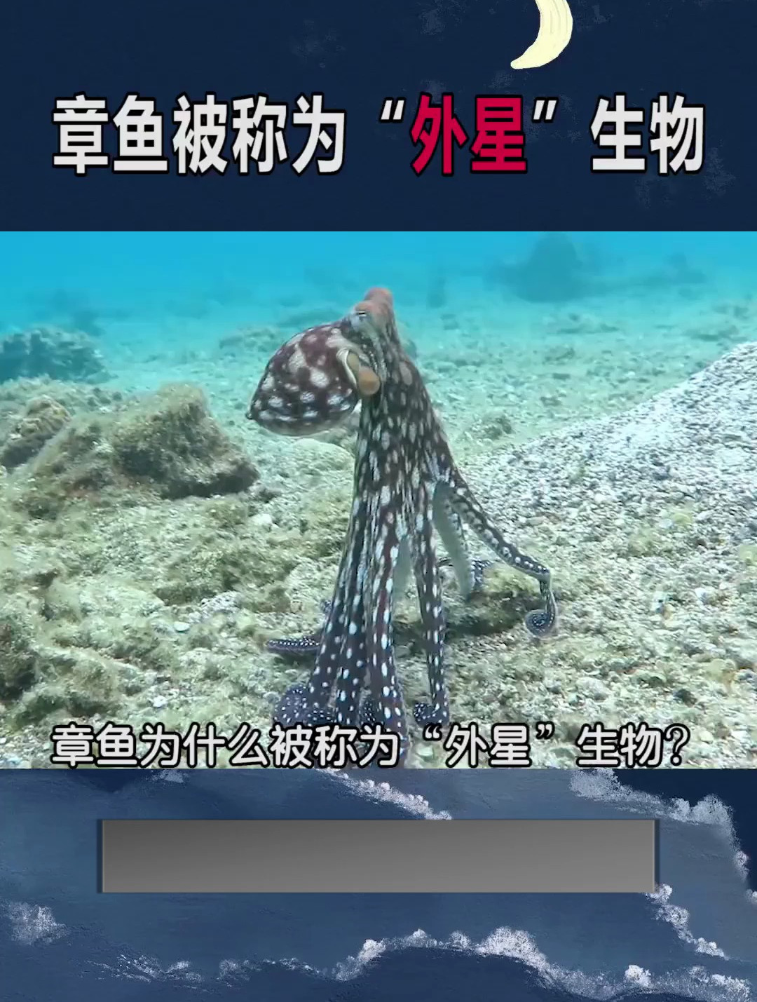 章鱼为什么被称为《外星生物》?