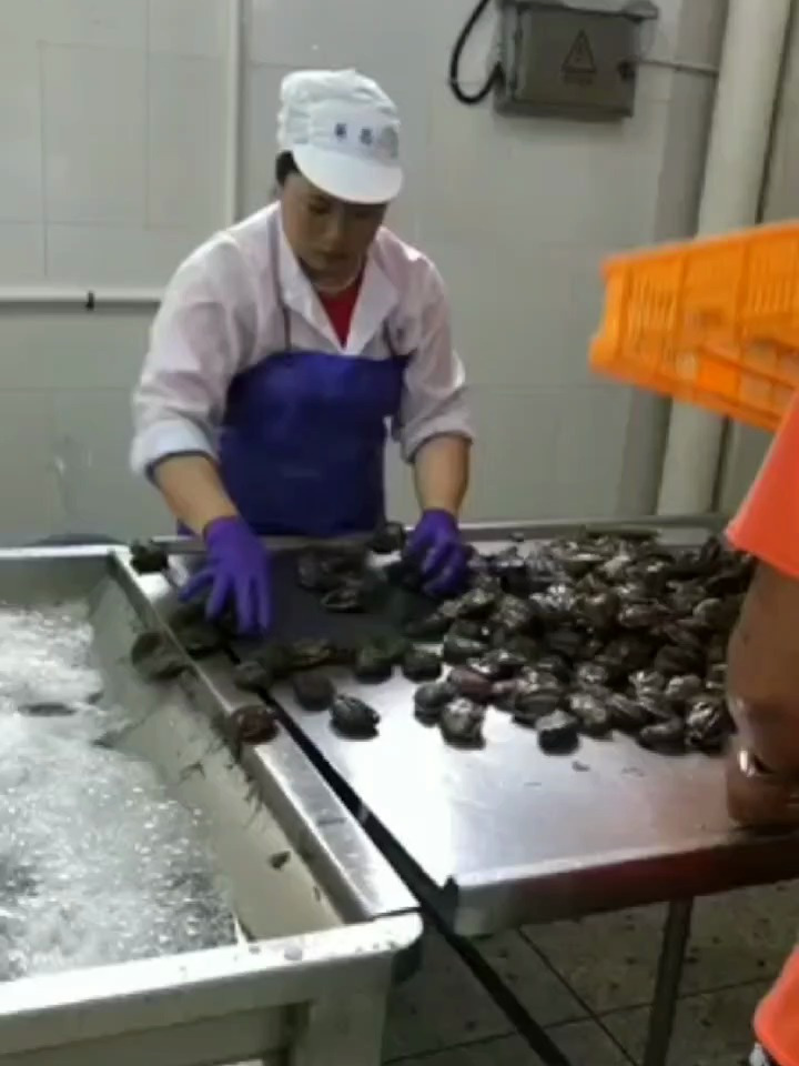 你知道鲍鱼是怎么加工的吗 带您来看看鲍鱼清洗蒸煮线