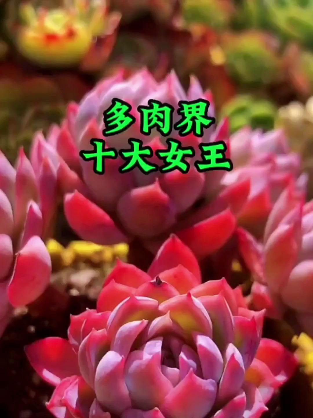 多肉界十大女王~你养过么?