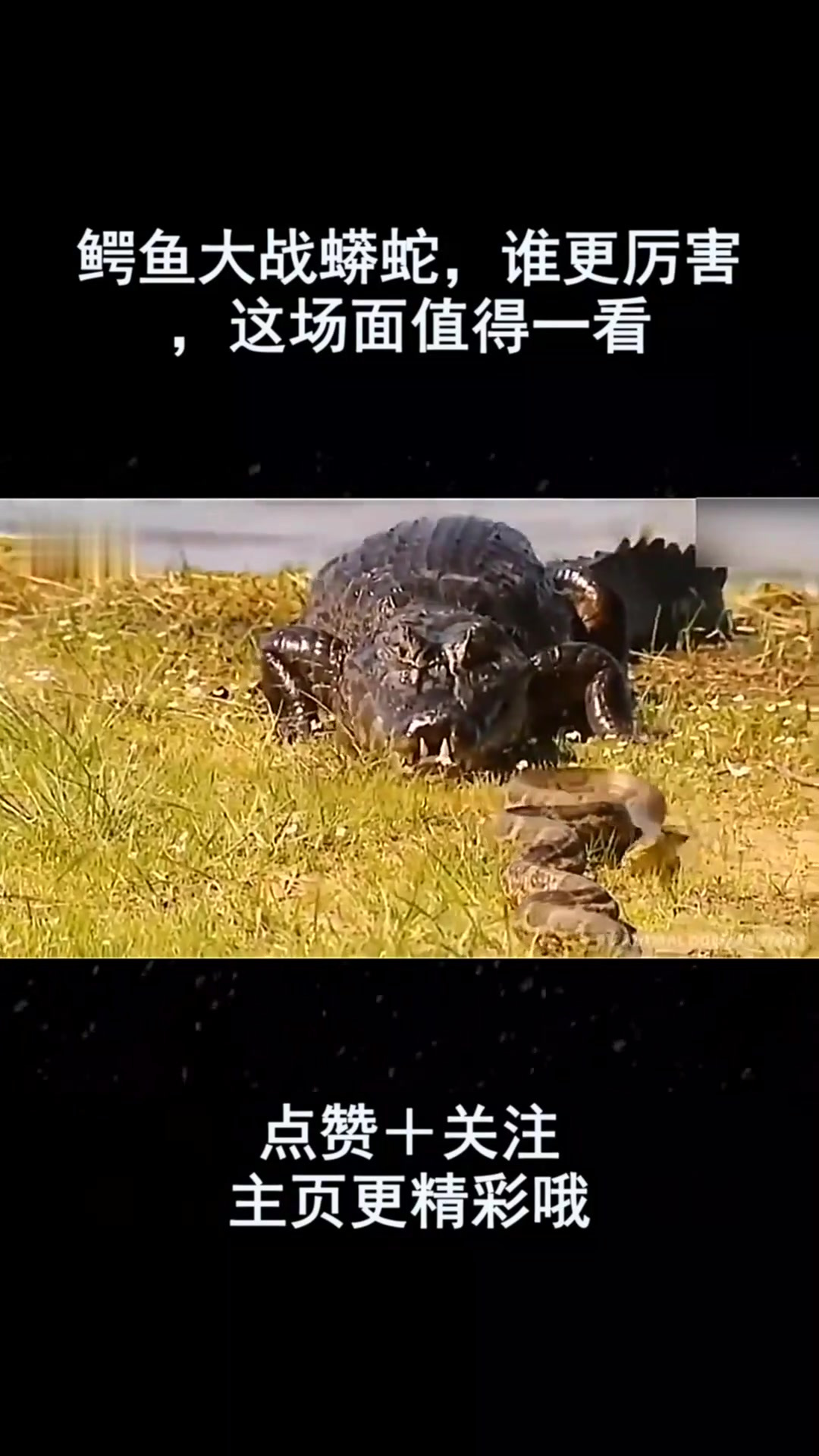 鳄鱼大战蟒蛇,谁更厉害,这场面值得一看