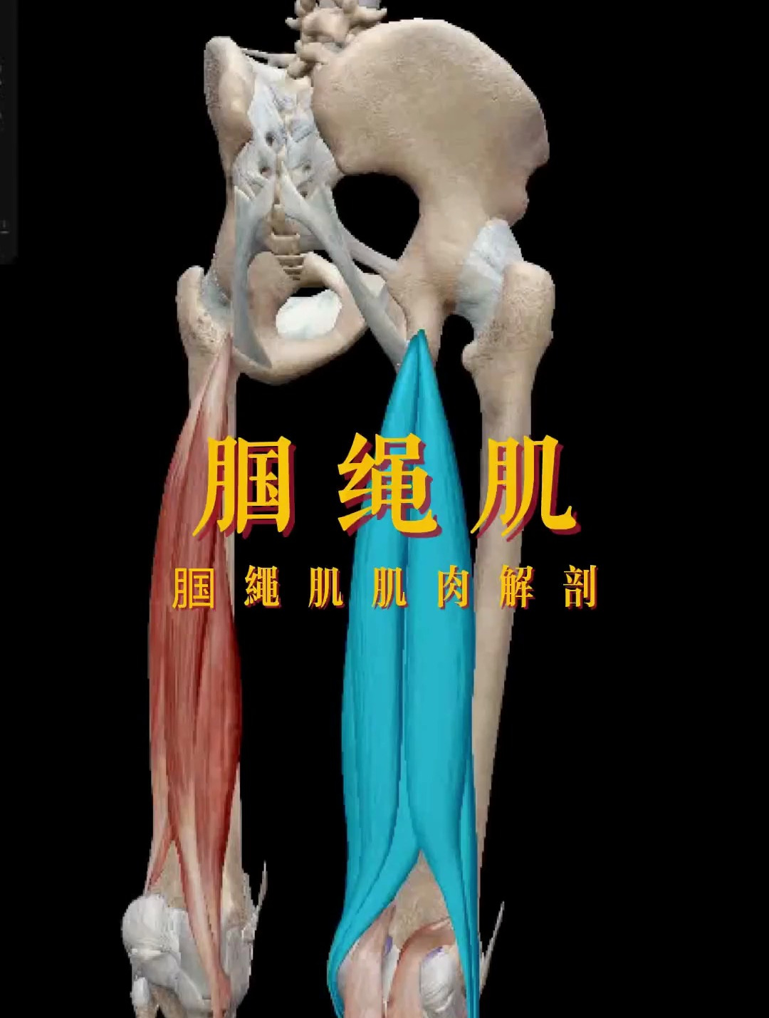 解读人体结构——腘绳肌,运动后大腿后侧拉伸