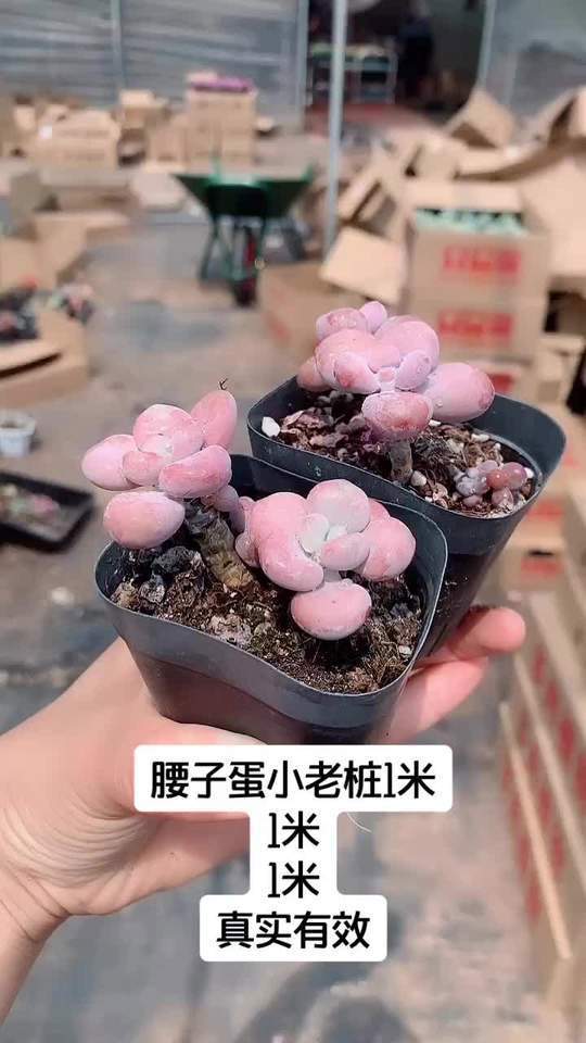 腰子蛋小老桩,双头,带桩子