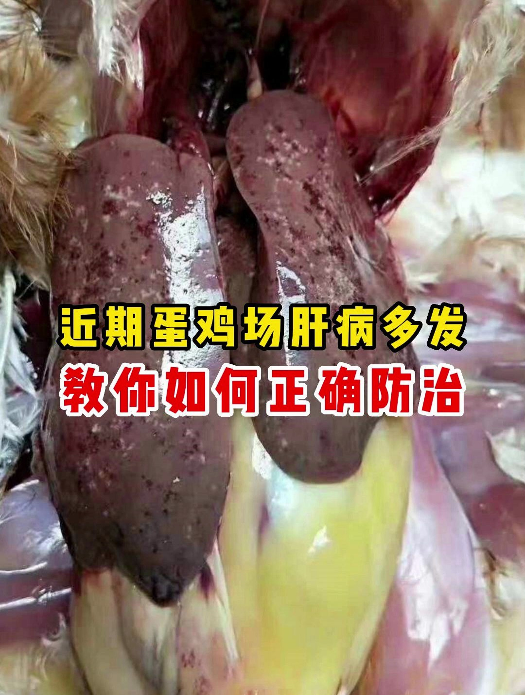 近期北方蛋鸡市场肝病多发,多为沙门氏菌和弧菌性肝炎