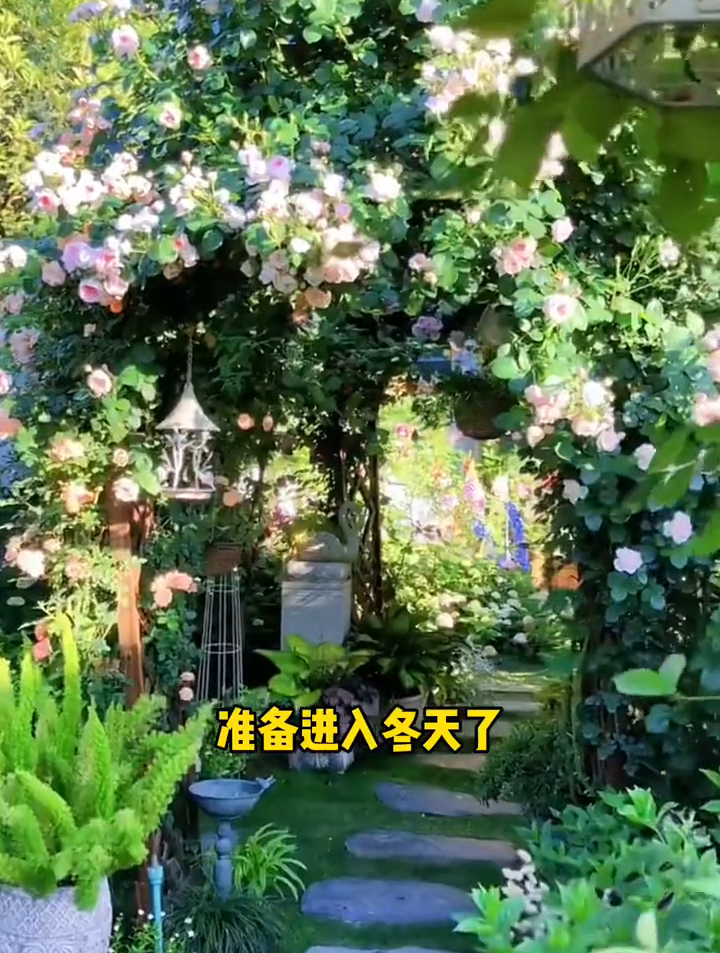 花毛茛 又叫芹叶牡丹,开花特别漂亮,五颜六色