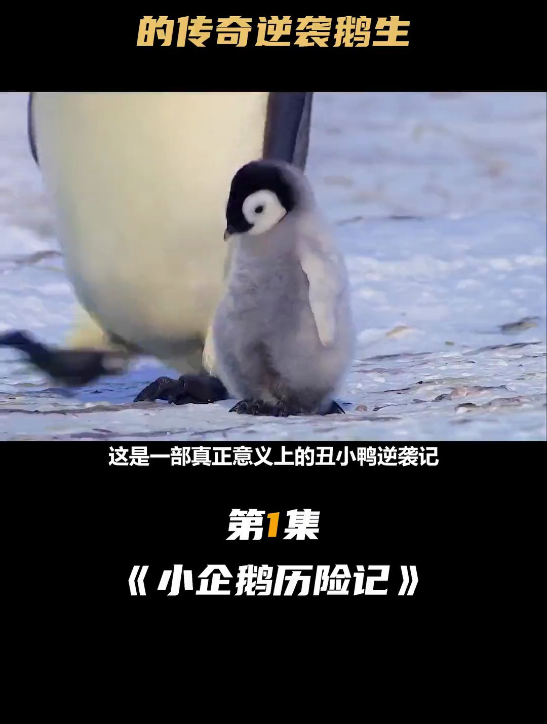 一只丑小鸭的传奇逆袭鹅生