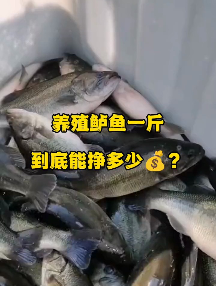 养殖鲈鱼一斤到底能挣多少钱?