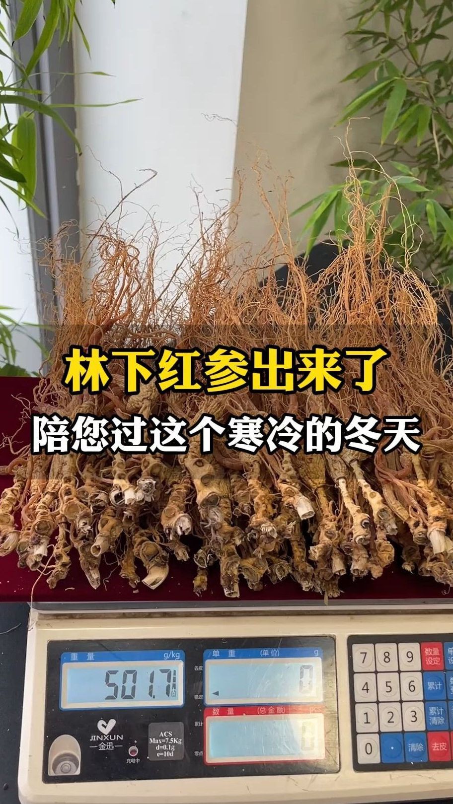林下红参出来了,陪您过这个寒冷的冬天