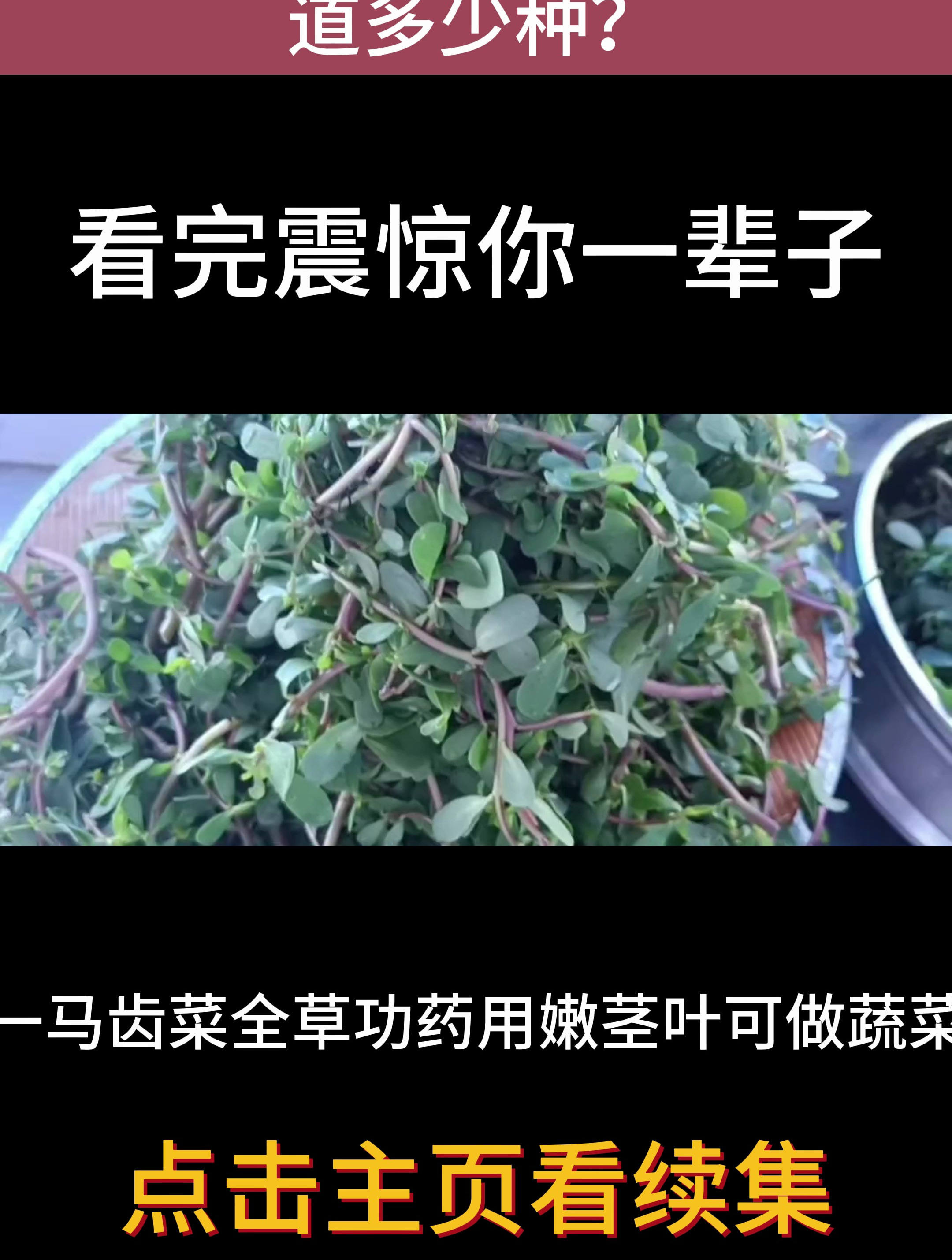 农村常见的10种野菜,你知道多少种?