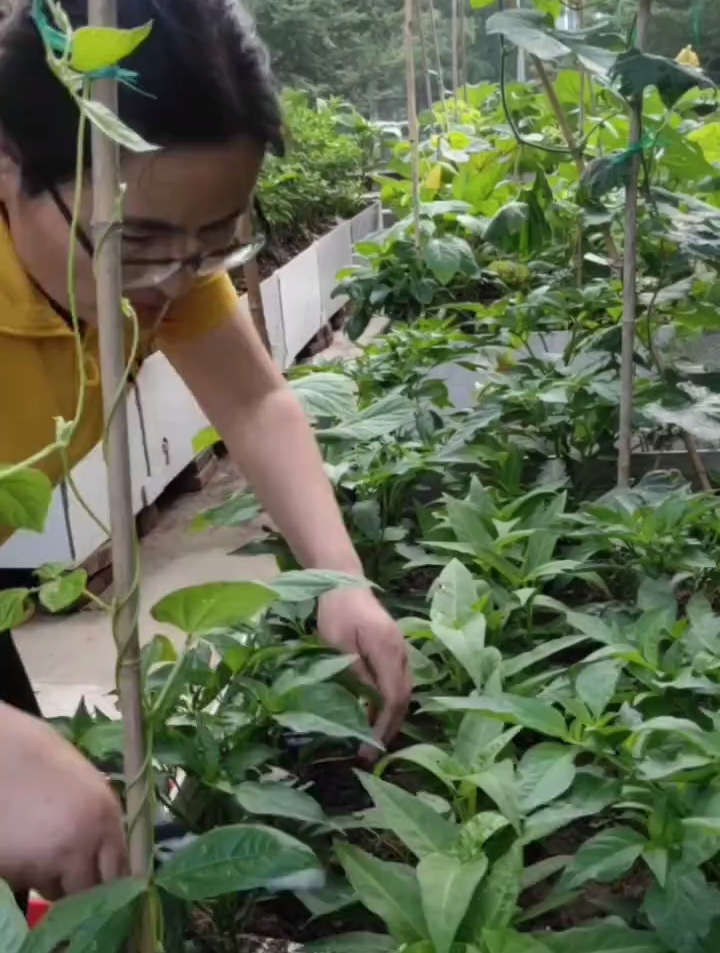 保水又不存水的瓷砖种菜箱,种出来的菜口感才能好
