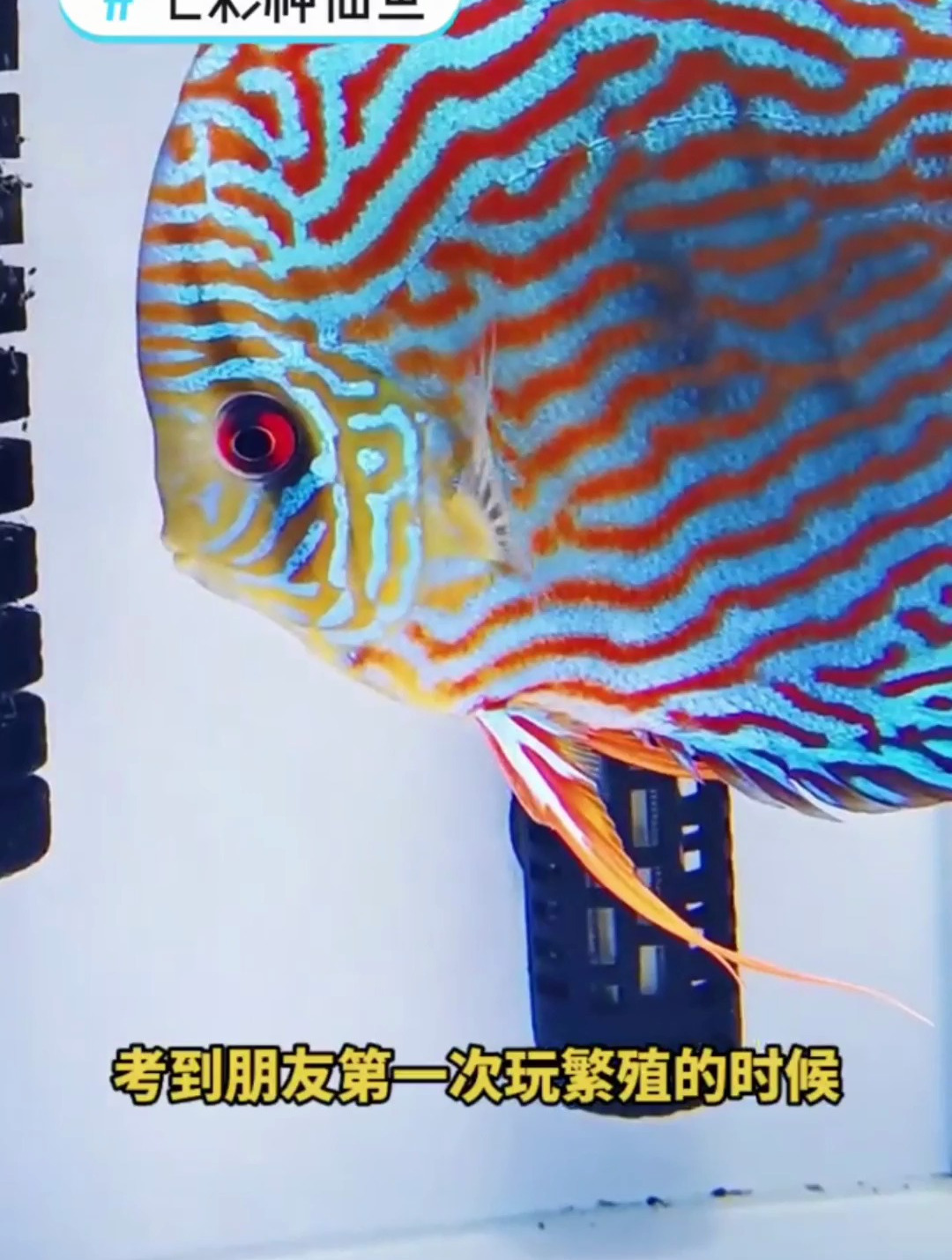 七彩神仙鱼繁殖小鱼甩尾后消失?是被鱼爸鱼妈“吃了”来看看答案