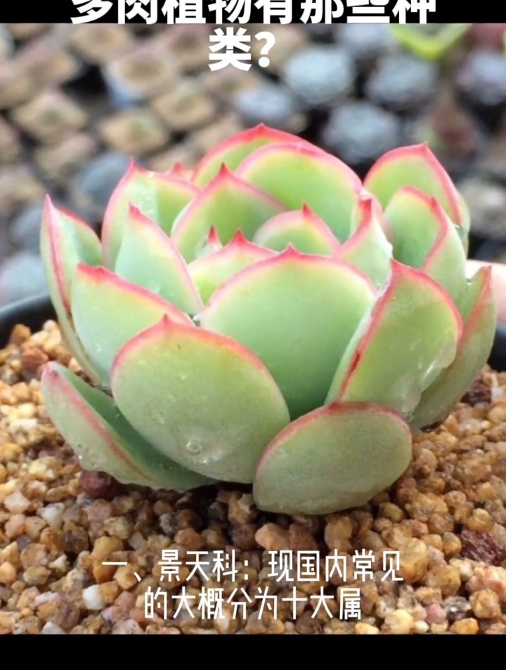 多肉植物有哪些种类?多肉植物的种类很多,目前大概分为六大类