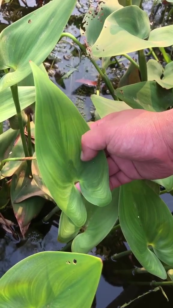 “梭鱼草”你见过吗?