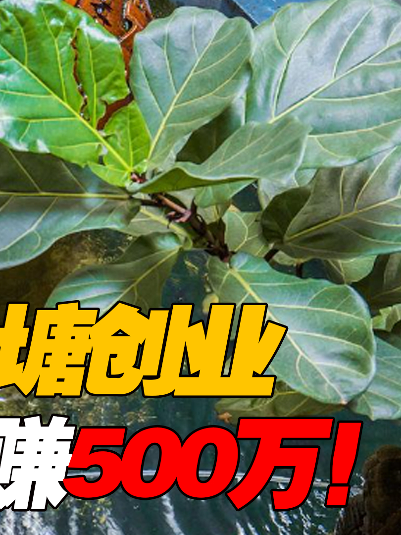 江西美女贷款100万,承包鱼塘养翘嘴遭家人反对,结局亮了!