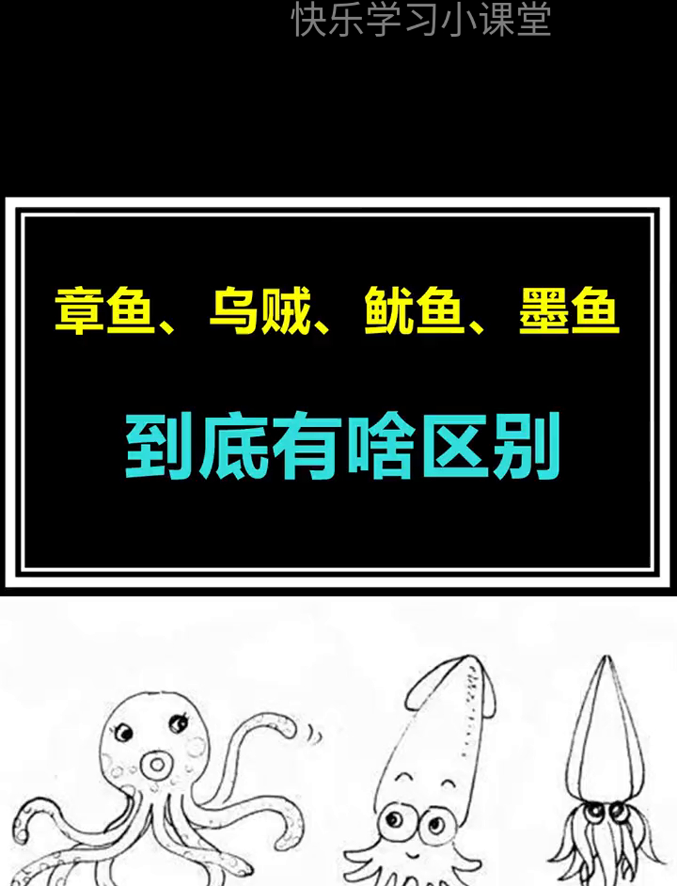 搞懂多年难题,章鱼、乌贼、鱿鱼、墨鱼有啥不一样,怎么认?一招教你分清