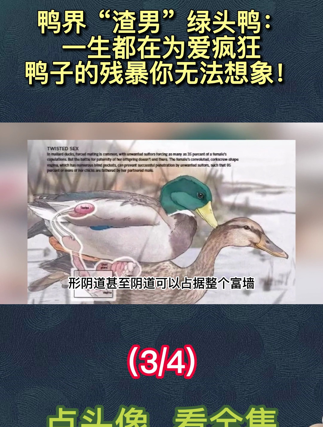 鸭界“渣男”绿头鸭:一生都在为爱疯狂,鸭子的残暴你无法想象!
