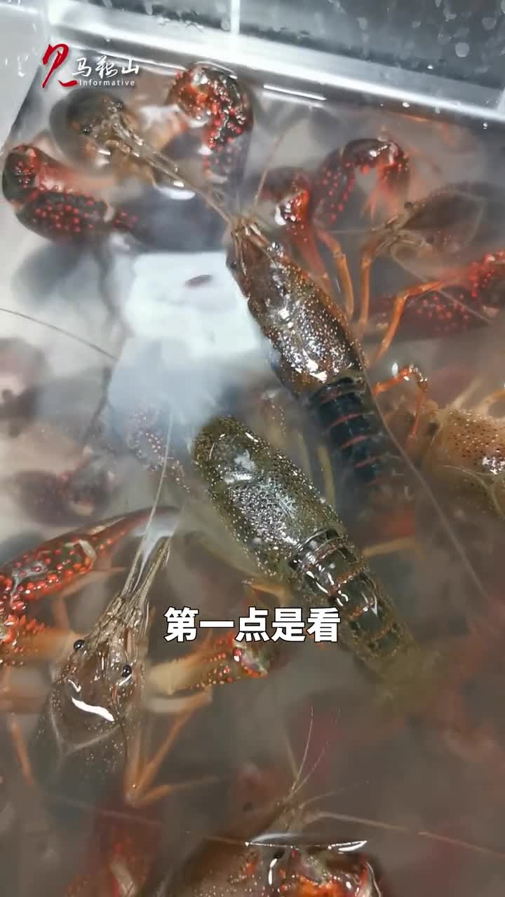 20秒告诉你,小龙虾公母如何区分