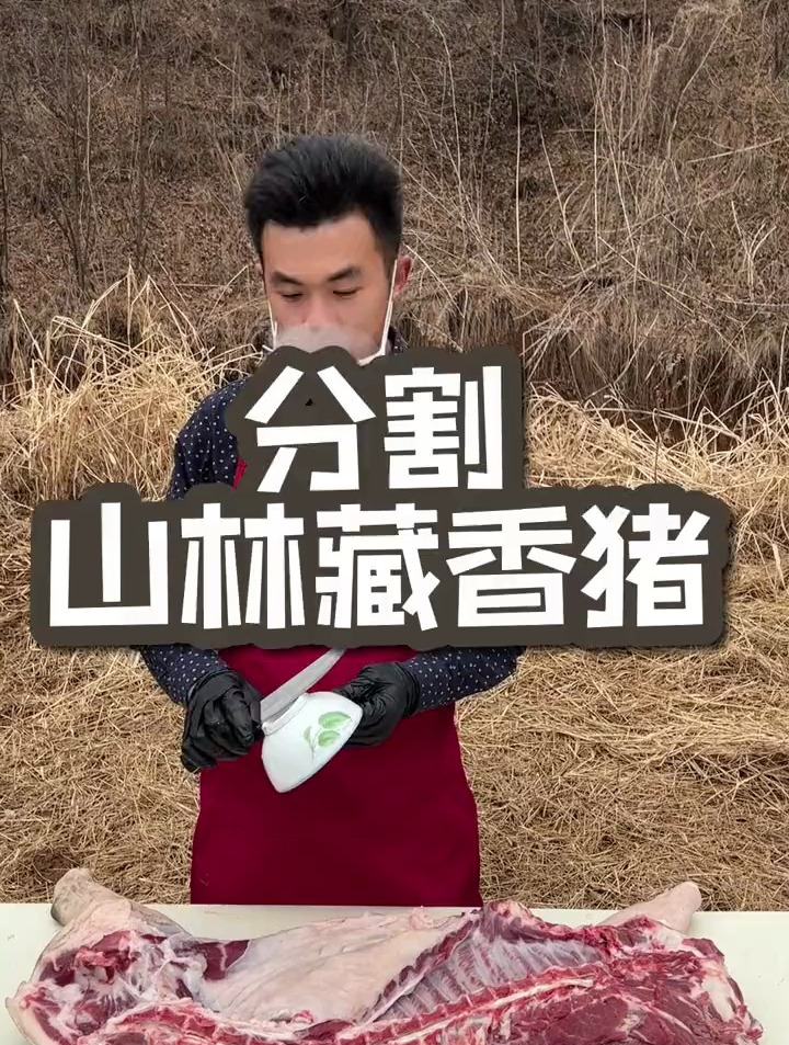 山上现场分割林间散养跑山藏香猪黑猪肉,你最喜欢吃哪个部位?