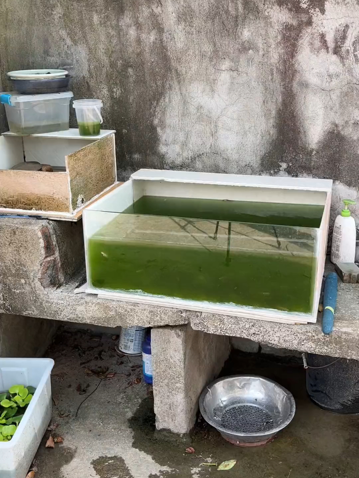 新抓的鱼又有很多领盒饭的,户外养殖