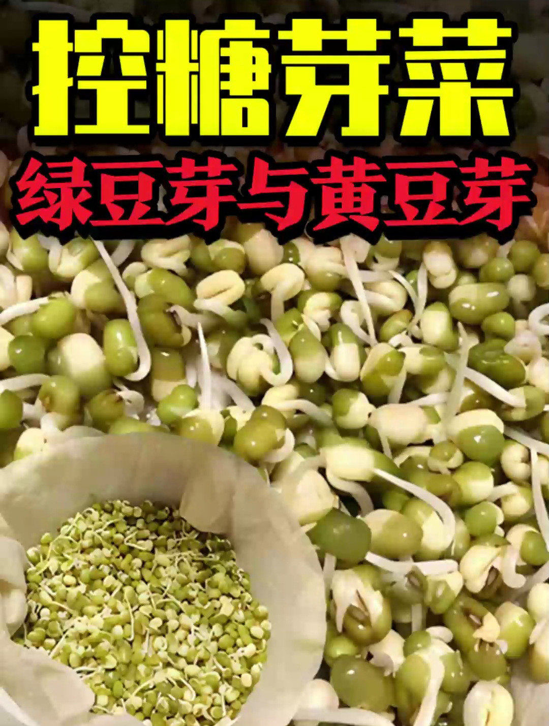 控糖芽菜-绿豆芽与黄豆芽