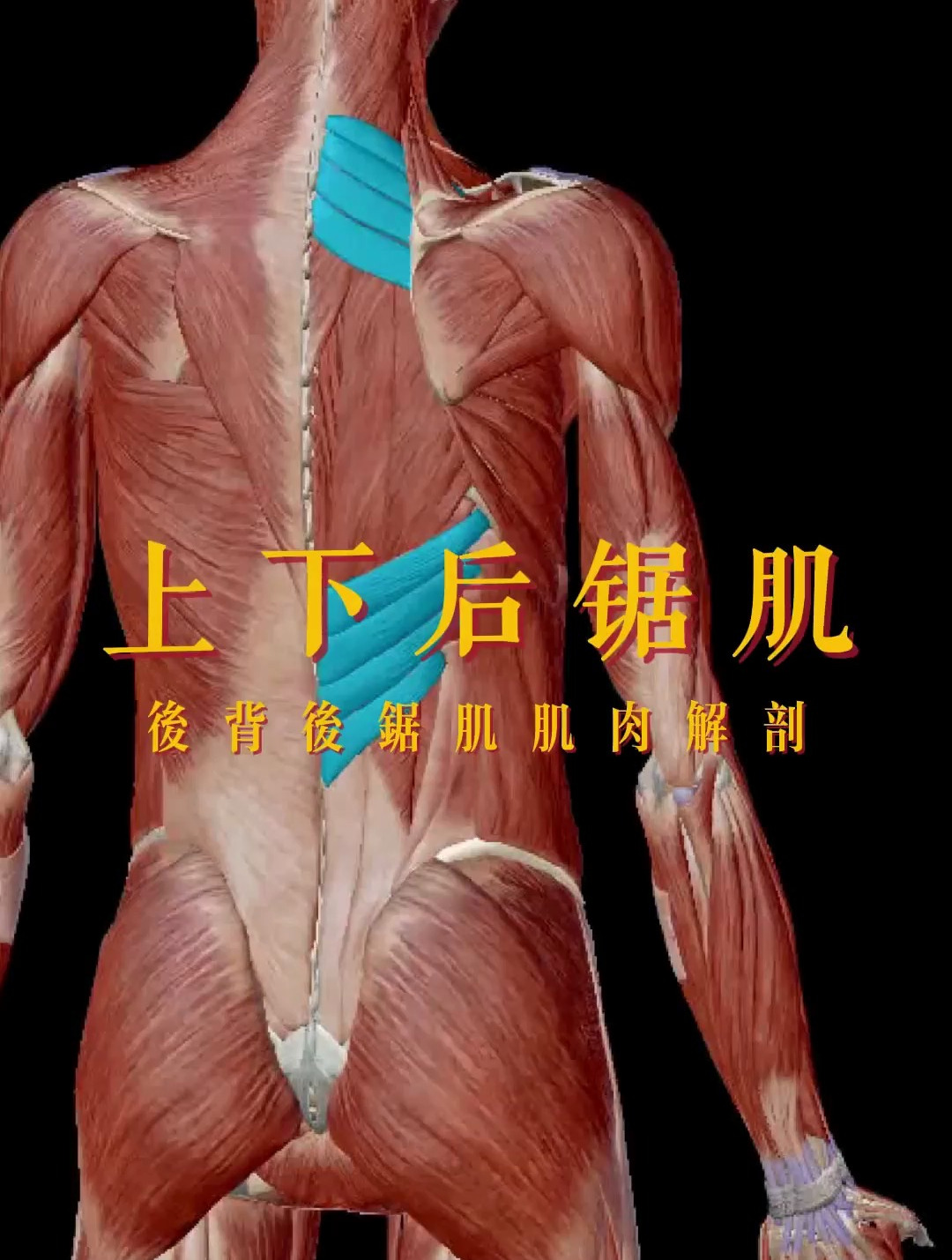 后背上下后锯肌肌肉解剖