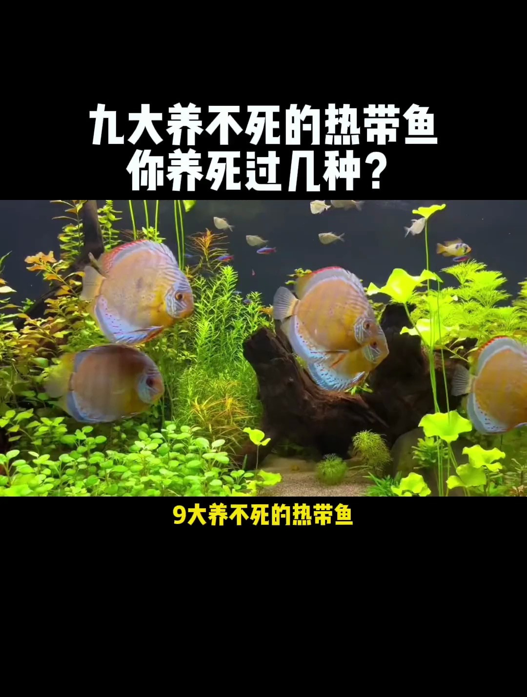 九大养不死的热带鱼?最后一种居然能活20年!