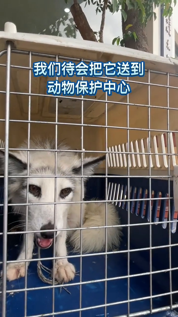 小伙遇见白狐,这是不是特别的缘分?