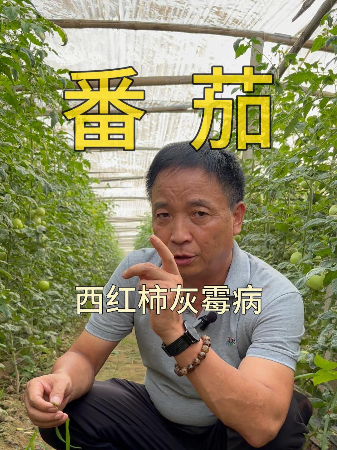 西红柿灰霉病的发病条件及防治方法