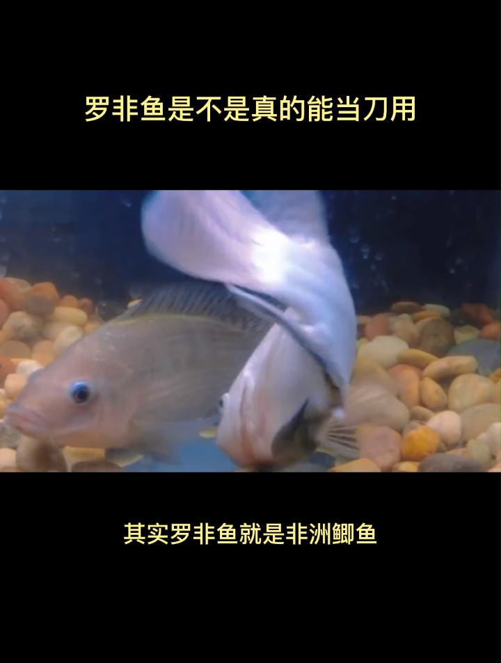 罗非鱼是不是真的能当刀用